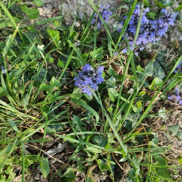 Ajuga genevensis Cvet