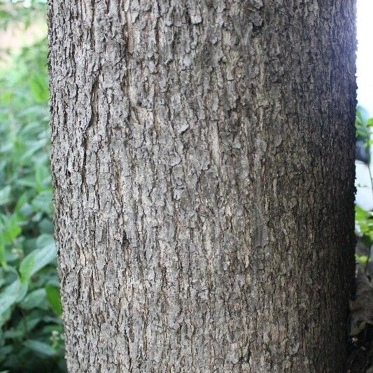 Cordia africana Corteccia