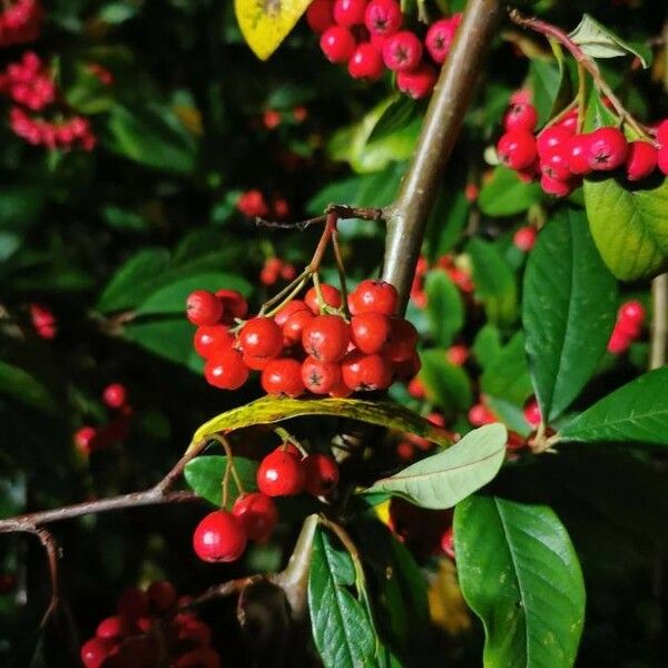 Cotoneaster coriaceus Плод