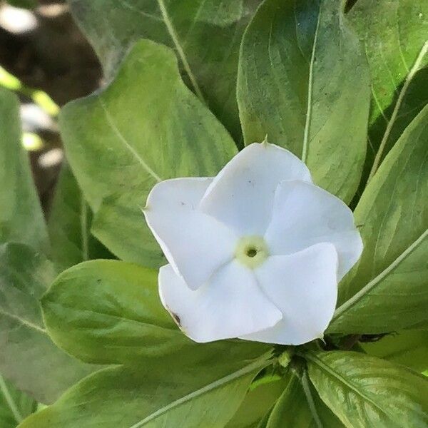 Catharanthus roseus Floro