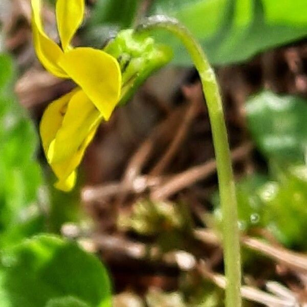 Viola biflora Blüte