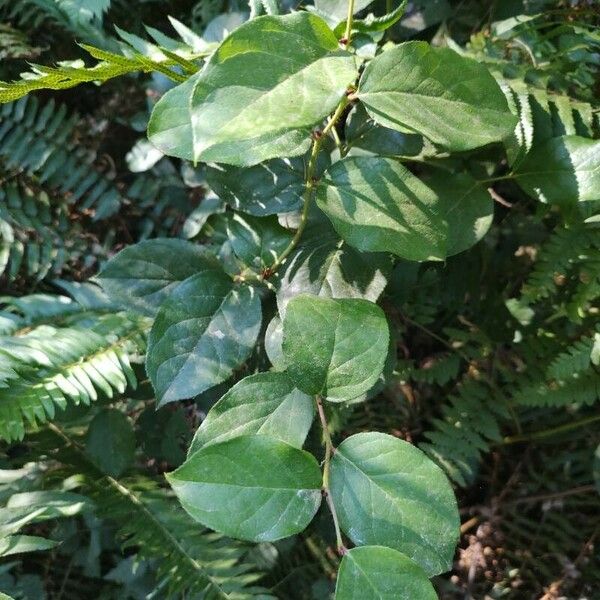 Gaultheria shallon Leaf