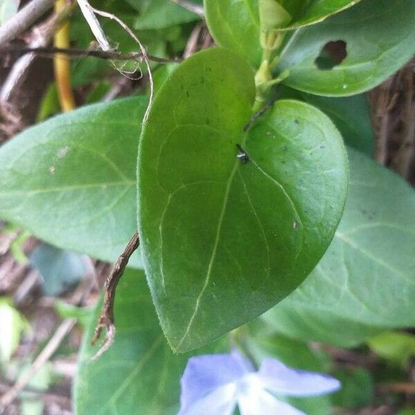 Vinca major Feuille