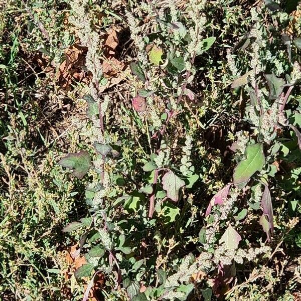 Atriplex rosea List