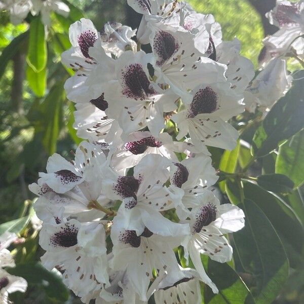 Rhododendron annae Blomma