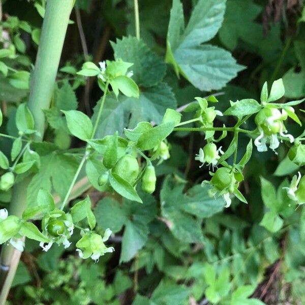 Silene baccifera Hedelmä