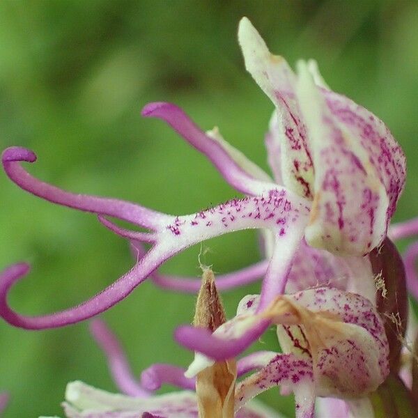 Orchis simia 花