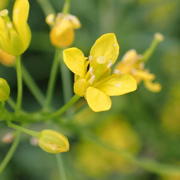 Rorippa sylvestris फूल