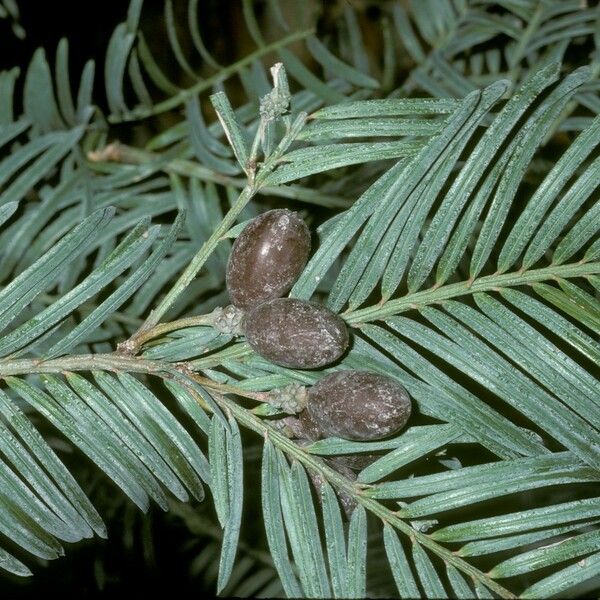 Cephalotaxus fortunei Fruit