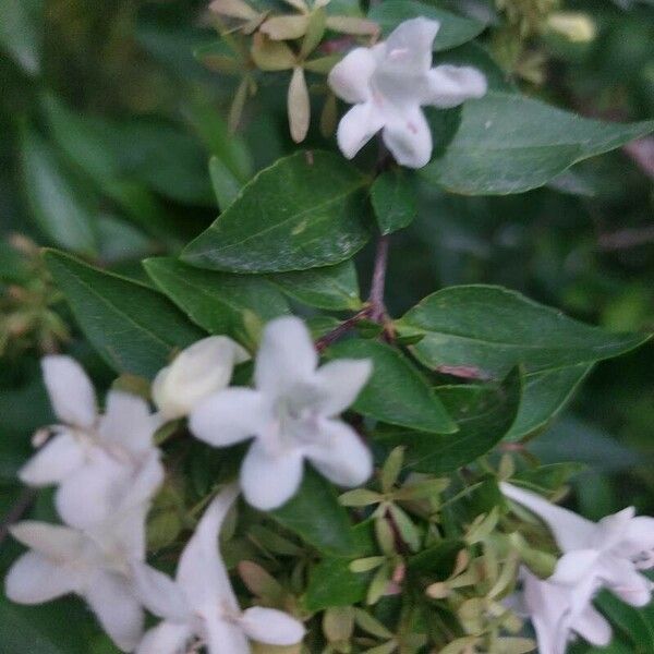 Abelia chinensis Blüte