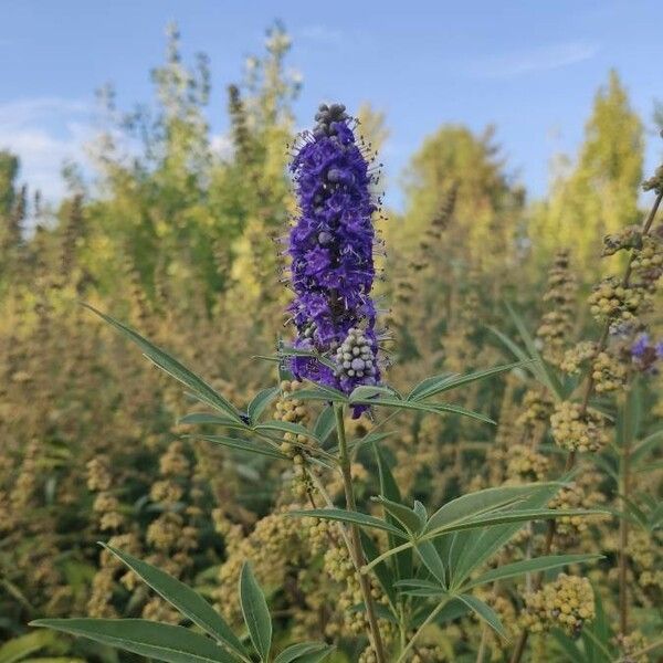 Vitex agnus-castus Flor