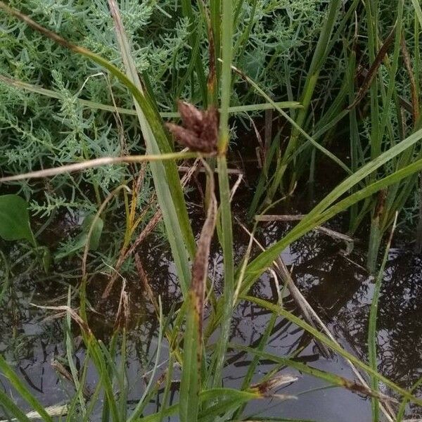 Bolboschoenus maritimus Flor