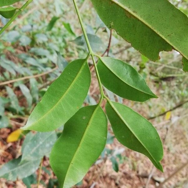 Syzygium guineense 葉