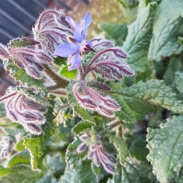 Borago officinalis Flower