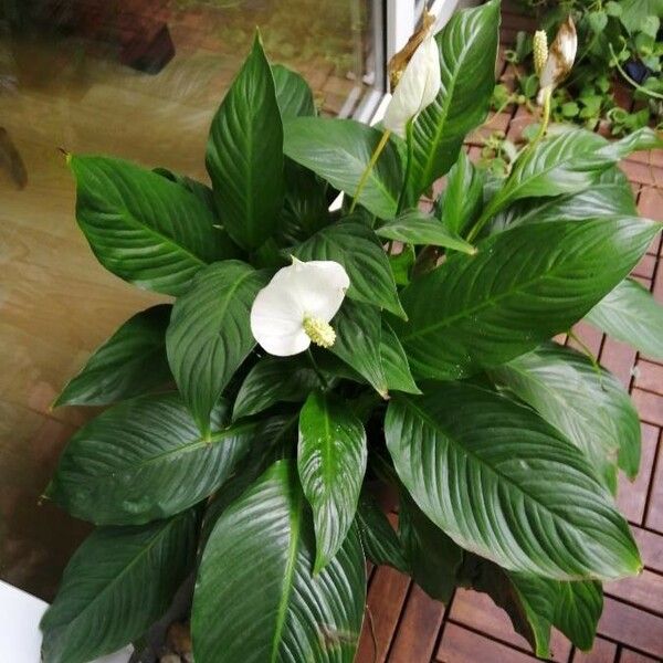 Spathiphyllum wallisii Kvet