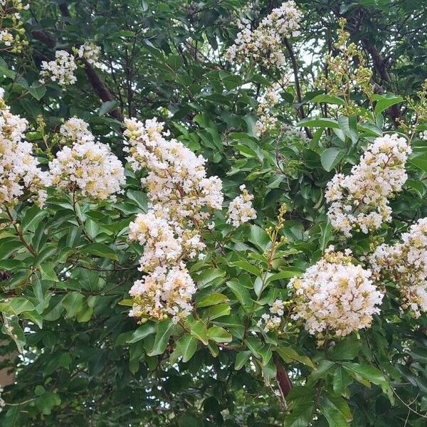 Lagerstroemia speciosa Blomma