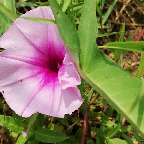 Ipomoea aquatica 花