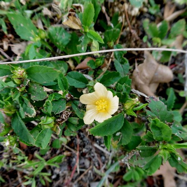 Malvastrum coromandelianum Habitus