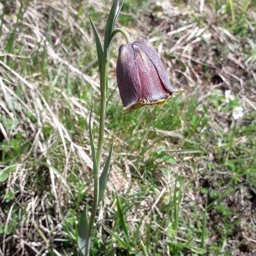 Fritillaria pyrenaica Λουλούδι