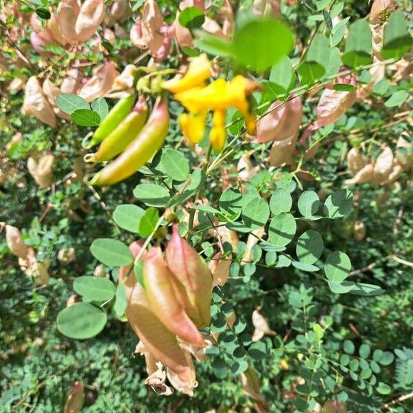 Colutea arborescens Blatt