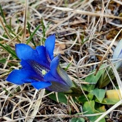 Gentiana alpina Flower