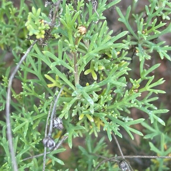 Argyranthemum frutescens 叶