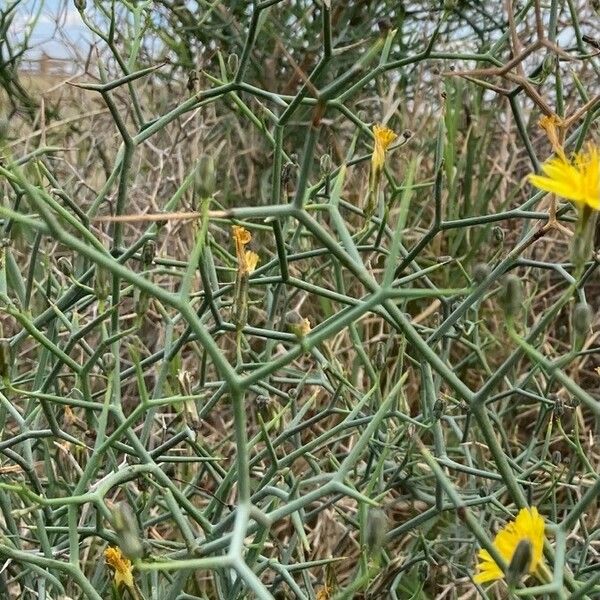 Launaea arborescens Leaf