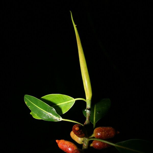 Ficus hesperidiiformis Fruit