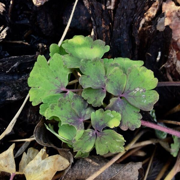 Aquilegia vulgaris Φύλλο