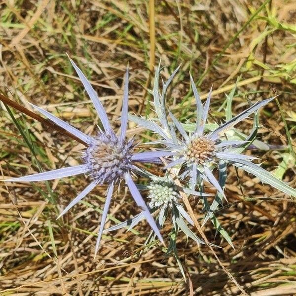 Eryngium planum ᱵᱟᱦᱟ