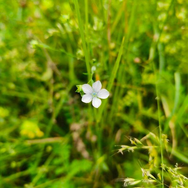 Linum bienne Blomst