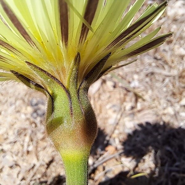 Urospermum dalechampii Flower