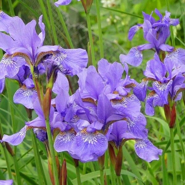 Iris sibirica Цвят