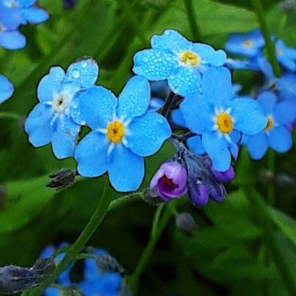 Myosotis alpestris Flower