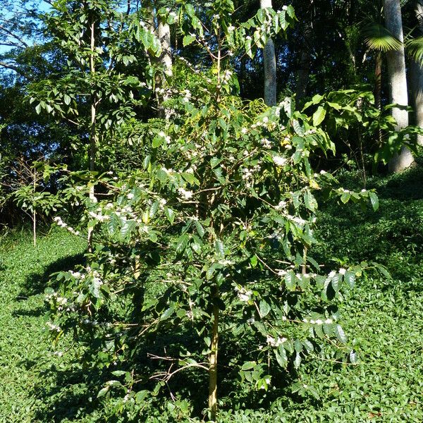 Coffea canephora Floare