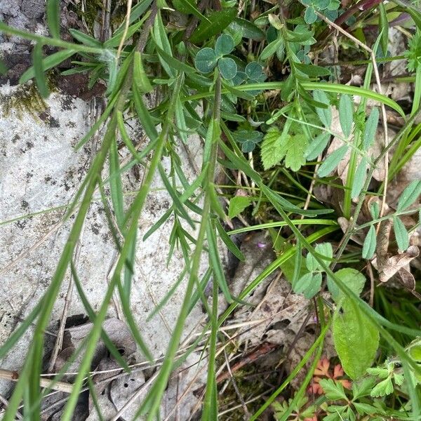 Polygala major 叶