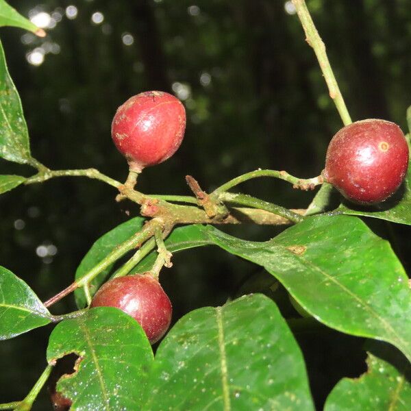 Protium confusum Fruit