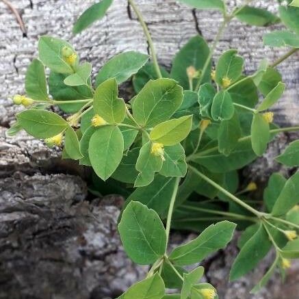 Euphorbia carniolica 葉