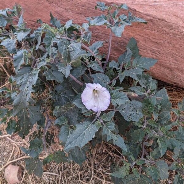 Datura wrightii Habit