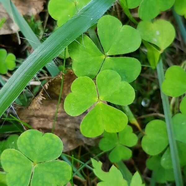 Oxalis acetosella Leaf