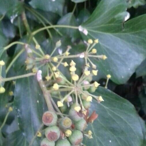 Hedera helix Fruit