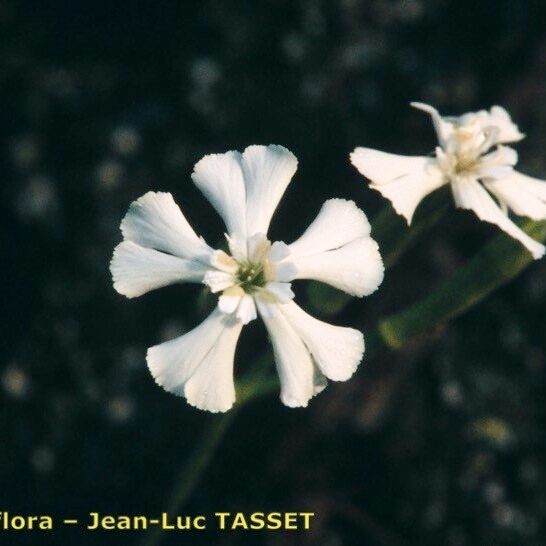 Silene requienii Flower