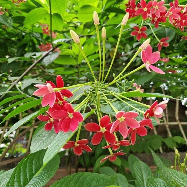 Combretum indicum 花