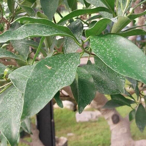 Ficus microcarpa Folla