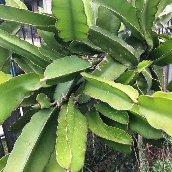 Hylocereus undatus Habitus