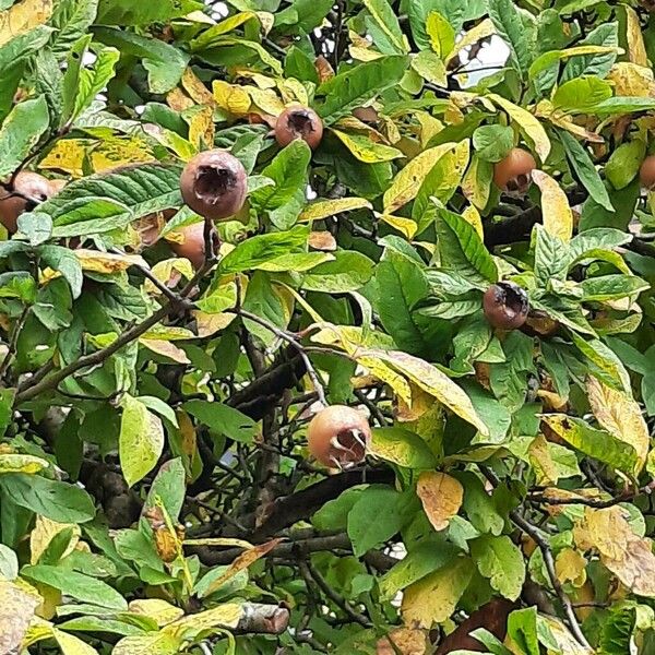 Crataegus germanica Други