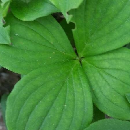 Cornus canadensis Folla