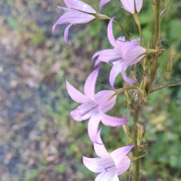 Campanula rapunculus Цвят