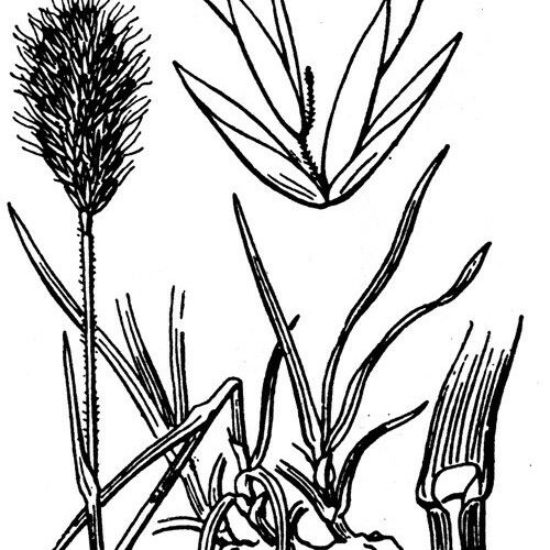 Koeleria spicata Other