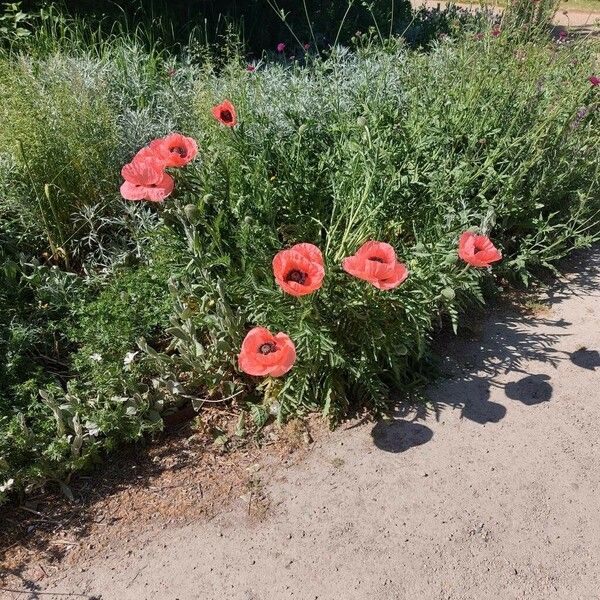 Papaver orientale Habit